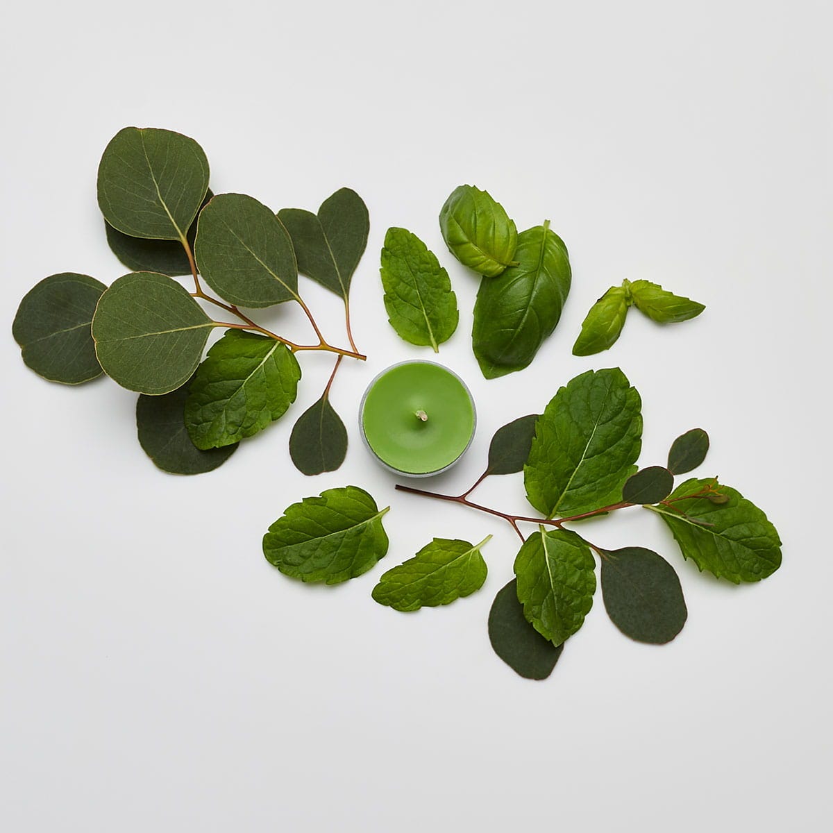 FREE GIFT Garden Mint Universal Tealight Candles Valued @$25.95